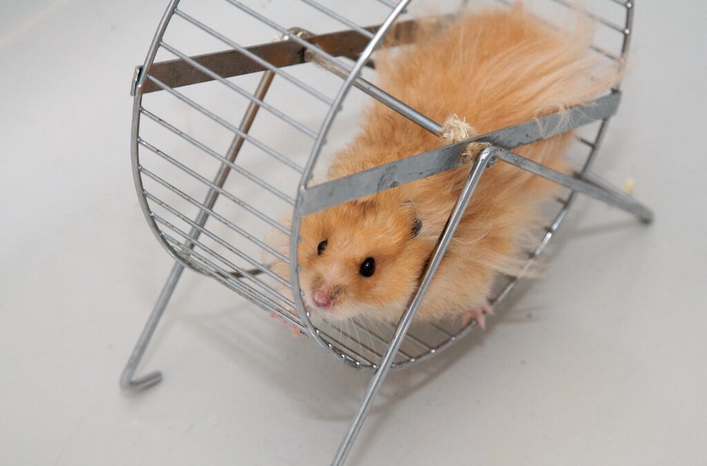 Les fins de semaines d’un(e) hypersensible ou comment sortir de la roue du hamster.