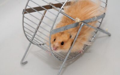 Les fins de semaines d’un(e) hypersensible ou comment sortir de la roue du hamster.